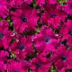 Petunia Aphrodite F1 - Purple