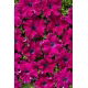Petunia Aphrodite F1 - Purple