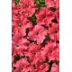 Petunia Aphrodite F1 - Salmon