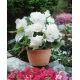 Begonia strzępiasta - biała - GIGA paczka! - 100 szt.