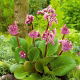 Bergenia Purpurea - GIGA paczka! - 50 szt.
