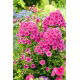 Floks (Phlox) - Płomyk wiechowaty - Cosmopolitan - GIGA paczka! - 50 szt.