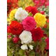 Begonia strzępiasta - mix kolorów - GIGA paczka! - 100 szt.