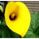 Calla Cream - GIGA paczka! - 50 szt.