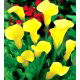 Calla Cream - GIGA paczka! - 50 szt.
