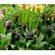 Calla Schwarzwalder - GIGA paczka! - 50 szt.