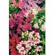Alstremeria - Alstroemeria - GIGA paczka! - 50 szt.