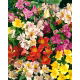 Alstremeria - Alstroemeria - GIGA paczka! - 50 szt.
