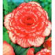 Begonia - Marmorata - czerwono-biała - GIGA paczka! - 100 szt.