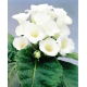Gloksynia biała - Mont Blanc - GIGA paczka! - 50 szt.
