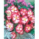 Begonia - Marginata White - biało-czerwona - GIGA paczka! - 100 szt.