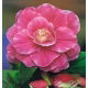 Begonia - Camellia - różowo-biała - GIGA paczka! - 100 szt.