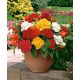 Begonia pełna - mix kolorów - GIGA paczka! - 100 szt.