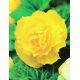Begonia pełna - żółta - GIGA paczka! - 100 szt.