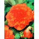 Begonia strzępiasta - pomarańczowa - GIGA paczka! - 100 szt.