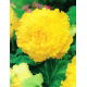 Begonia strzępiasta - żółta - GIGA paczka! - 100 szt.