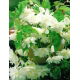 Begonia zwisająca - biała - GIGA paczka! - 100 szt.