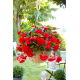 Begonia zwisająca - czerwona - GIGA paczka! - 100 szt.
