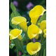 Calla Cream - GIGA paczka! - 50 szt.