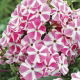 Floks (Phlox) - Płomyk wiechowaty - Peppermint Twist - GIGA paczka! - 50 szt.