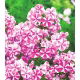 Floks (Phlox) - Płomyk wiechowaty - Peppermint Twist - GIGA paczka! - 50 szt.