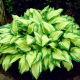 Funkia - Hosta Albopicta - GIGA paczka! - 50 szt.