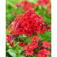 Floks (Phlox) - Płomyk wiechowaty - Orange Perfection - GIGA paczka! - 50 szt.