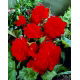Begonia pełna - czerwona - GIGA paczka! - 100 szt.
