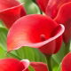 Calla Red Alert - GIGA paczka! - 50 szt.