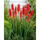 Kniphofia czerwona - Nancy Red - GIGA paczka! - 50 szt.