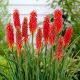 Kniphofia czerwona - Nancy Red - GIGA paczka! - 50 szt.