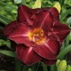 Liliowiec Burgundy Love - GIGA paczka! - 50 szt.