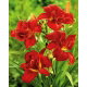 Liliowiec Double Firecracker - GIGA paczka! - 50 szt.