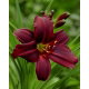 Liliowiec Black Emanuelle - GIGA paczka! - 50 szt.