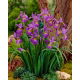 Irys syberyjski, Kosaciec - Sparkling Rose - GIGA paczka! - 50 szt.