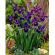 Irys syberyjski, Kosaciec - Teal Velvet - GIGA paczka! - 50 szt.