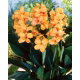 Kanna - Apricot Dream - GIGA paczka! - 50 szt.