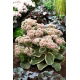 Rozchodnik Diamond Edge - Sedum - sadzonka - GIGA paczka! - 50 szt.