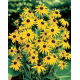 Rudbekia - Goldsturm - GIGA paczka! - 50 szt.