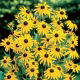 Rudbekia - Goldsturm - GIGA paczka! - 50 szt.