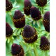 Rudbekia - Green Wizard - GIGA paczka! - 50 szt.