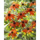 Rudbekia - Prairie Glow - GIGA paczka! - 50 szt.