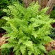 Paproć ogrodowa - Athyrium filix-femina - Wietlica samicza - GIGA paczka! - 50 szt.