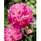 Piwonia, Paeonia - Louis van Houtte - sadzonka - GIGA paczka! - 50 szt.