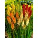 Kniphofia mix - duża paczka! - 10 szt.