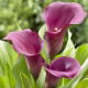 Calla Allure - purpurowa - GIGA paczka! - 50 szt.