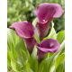 Calla Allure - purpurowa - GIGA paczka! - 50 szt.