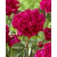 Piwonia, Paeonia - Red Magic - sadzonka - duża paczka! - 10 szt.