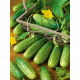 Ogórek Atomic F1 – odmiana profesjonalna, gruntowy, do kwaszenia i konserwowania, bardzo plenny i odporny - 25 nasion