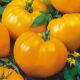 Pomidor Oxheart Orange – pomarańczowe bawole serce, bardzo mięsisty